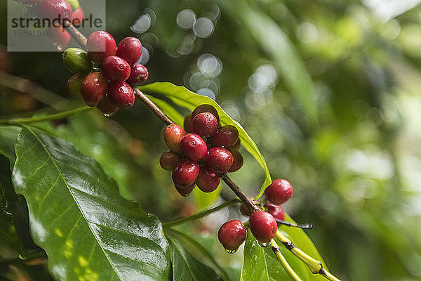 Nahaufnahme der am Busch wachsenden Kaffeebohnen