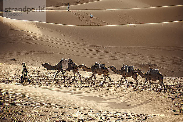 Details zur Wüste mit Dromedaren
