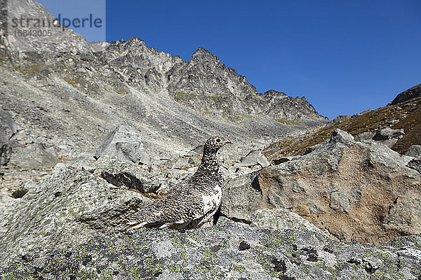 Weibliches Alpenschneehuhn im Frühlingsgefieder  Talkeetna-Gebirge  Alaska