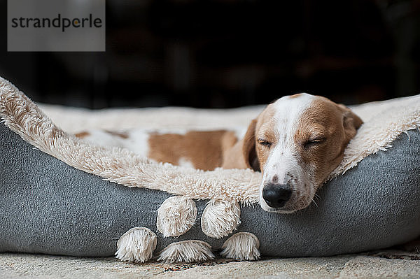 Dackelwelpe schläft gemütlich zu Hause in seinem Hundebett