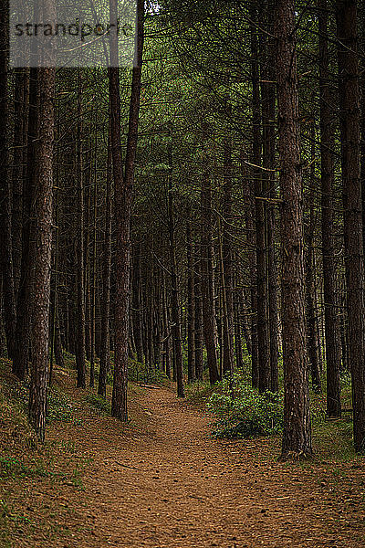 Wald entlang der Küste von Norfolk