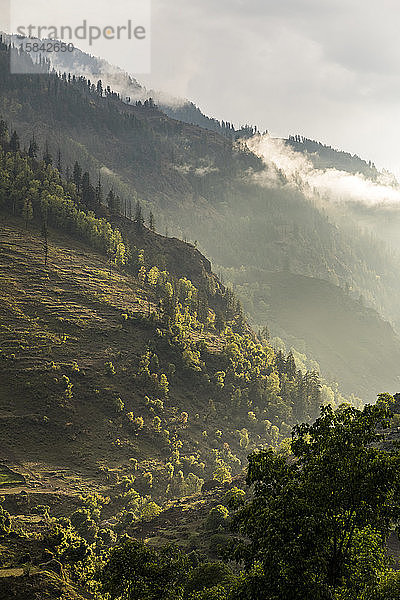 Berglandschaft mit Pinienbäumen und niedrigen Wolken bei Sonnenuntergang  Himalaya