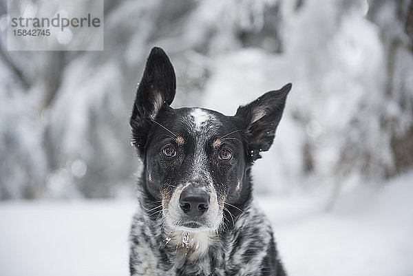 Das Porträt eines Cattle Dogs im Winter im Freien.