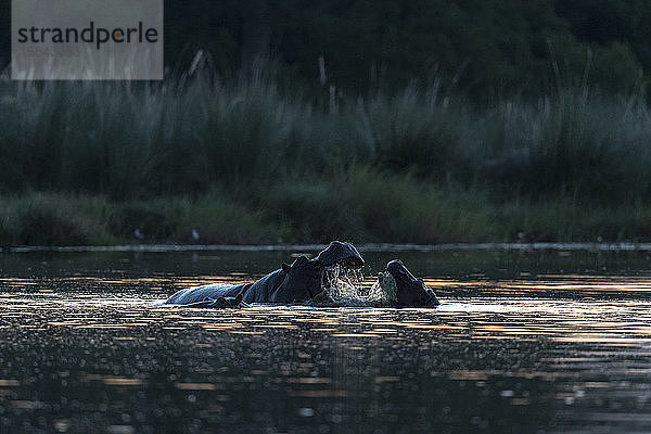 ein Elefant  der in den Sümpfen des Okavango läuft  von hinten gesehen
