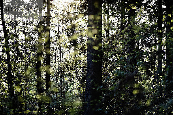 Die Sonne schien durch die Bäume in den Wäldern von Thüringen  Deutschland.