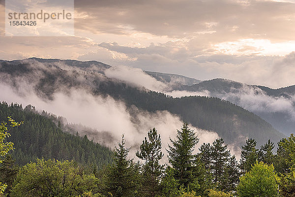 Nebel im Wald bei Bulgarien.