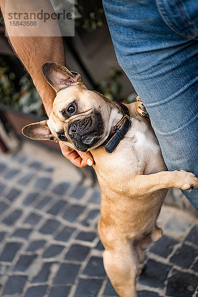 Süßer französischer Bulldoggenhund  dessen Besitzer auf den Hinterbeinen steht