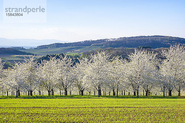 Blühende Kirschbäume im Eggenertal im zeitigen Frühling  Schliengen  Baden-WÃ¼rttemberg  Deutschland