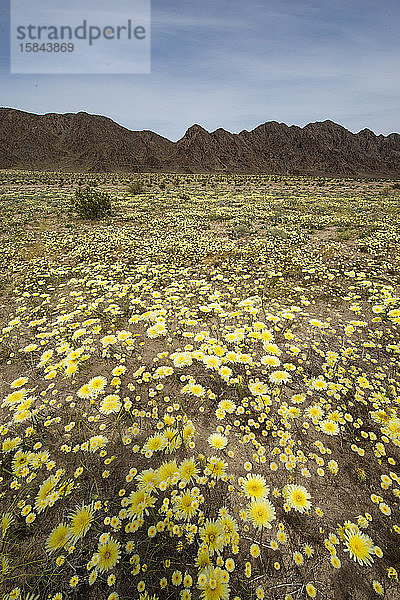 Eine Wüste in voller Wildblumenblüte nach den jüngsten Regenfällen in Cali