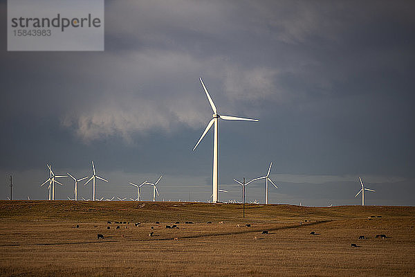Windpark Colorado mit Rindern kurz vor dem Sturm