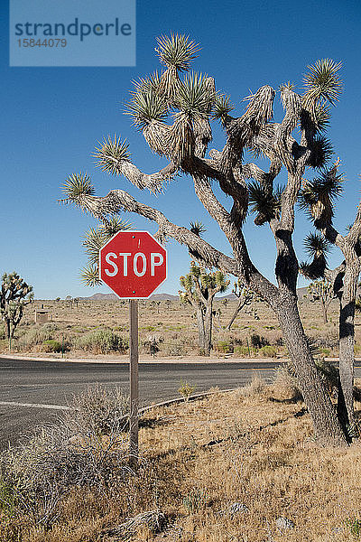 Ein sonniger Rastplatz in der Wüste außerhalb von Joshua Tree  Kalifornien.