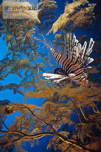 Ein Löwenfisch vor einer verzweigten Koralle in einer Tiefe von 100 Fuß.