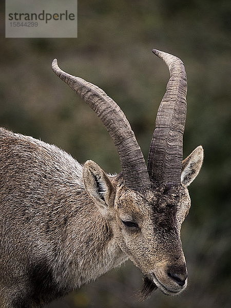 Männlicher Hispanischer Steinbock (Capra Pyrenaica) Torcal de Antequera  Spanien.