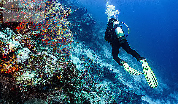 Taucher erkunden das Great Barrier Reef in Australien