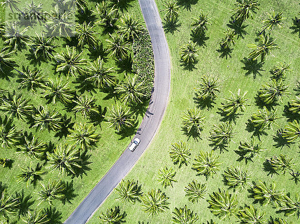 Luftaufnahme eines silbernen Autos  das durch Palmen fährt