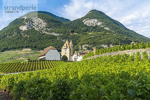 Schloss Aigle  umgeben von Weinbergen  Kanton Waadt  Schweiz