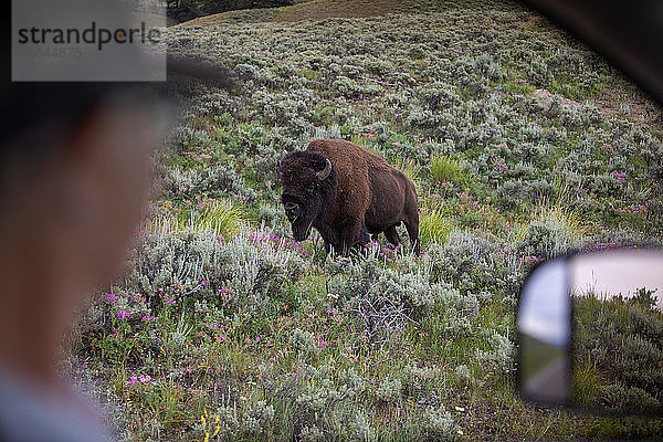 Lamar Valley  ein Bison durch ein Autofenster im Yellowstone-Nationalpark
