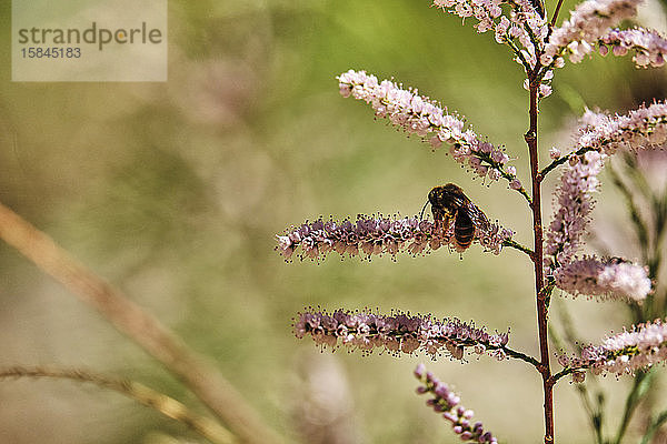 Die Honigbiene bestäubt eine Wüstenblume entlang der Tageswanderung zu den Cibeque Falls.