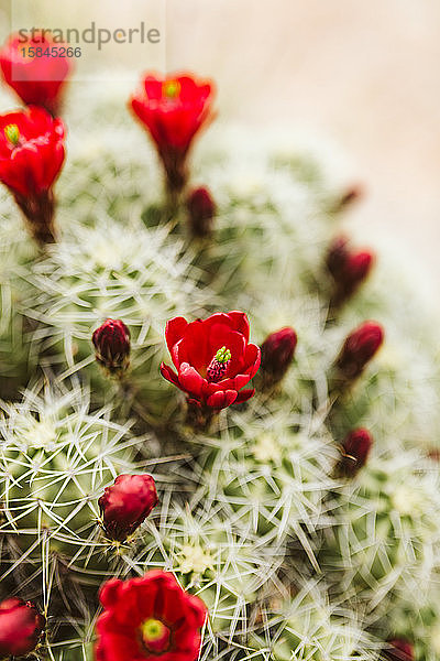 einzelne rote Blüten auf einem weinroten Becherkaktus blühen in der Wüstendämmerung