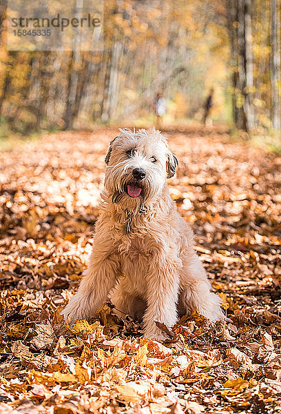 Flauschiger Weizen-Terrier-Hund  der am Herbsttag auf einem blattbedeckten Weg sitzt.