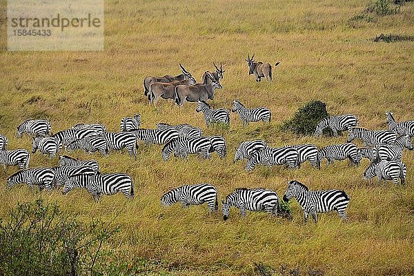 Zebras und Antilopen in der Savanne