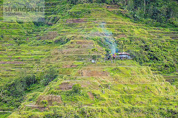 Banaue Reis-Terrassen  Verwaltungsregion Cordillera  Philippinen