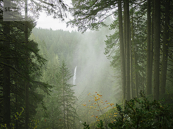 Wasserfall in einem nassen und nebligen Wald
