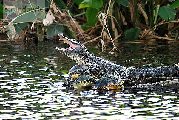 Der Alligator und die Schildkröte