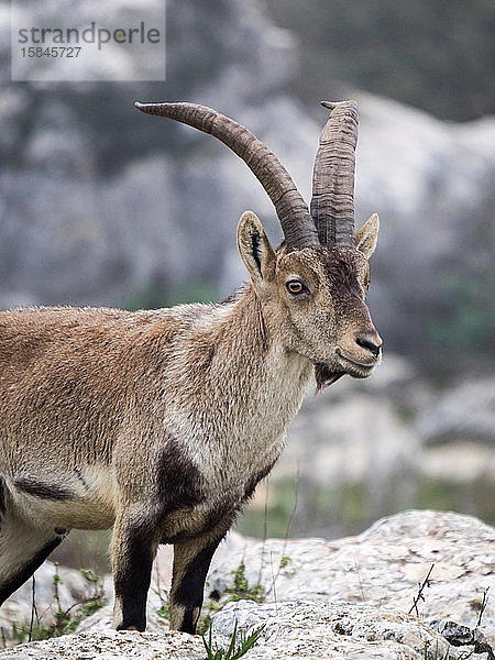 Männlicher Hispanischer Steinbock (Capra Pyrenaica) Torcal de Antequera  Spanien.