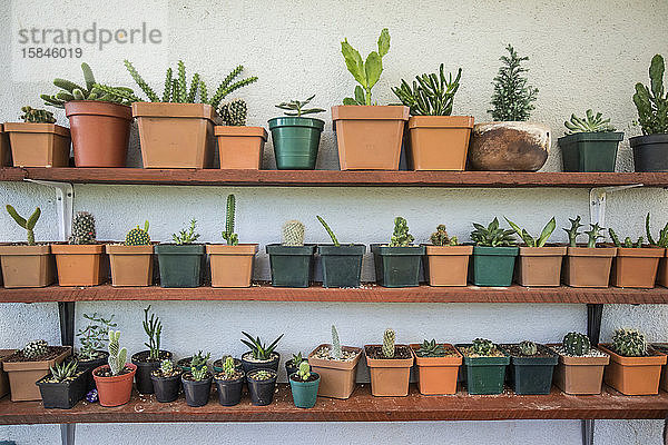 Verschiedene Kakteen und Sukkulenten im Regalgarten.