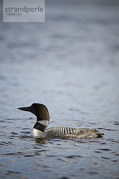 Porträt von Loon On Lake