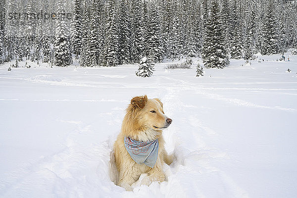Süßer Hund legt sich im flauschigen Schnee in den Bergen nieder