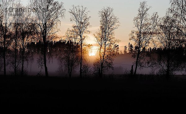 Wald und Wiese  die bei Sonnenuntergang mit Nebel und Frost bedeckt sind