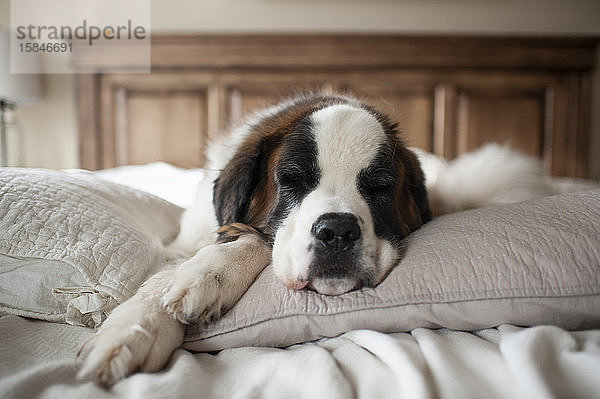 Süßer großer Hund schläft zu Hause auf Kissen im Bett