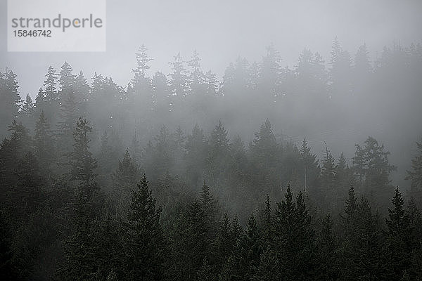 Nebel steigt an einem Sommermorgen in Kanada aus einem bewaldeten Berghang auf.