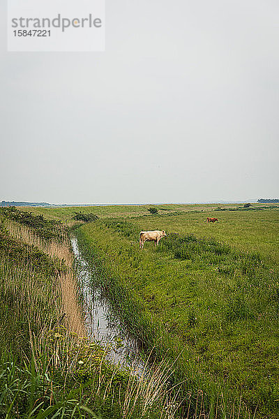 Ein Feld mit Kühen und einem Bach entlang der Küste von Norfolk