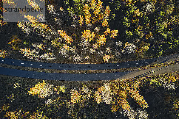 Asphaltstrasse und Herbstbäume im Wald