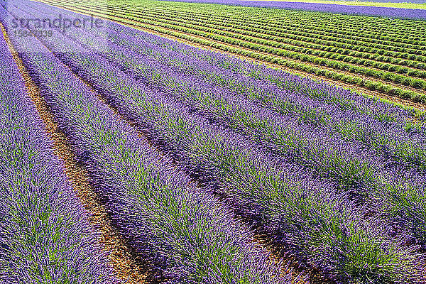 Lavendelfeld  nachdem die Arbeiter Anfang Juli mit der Ernte der ersten Lavendelreihen begonnen haben