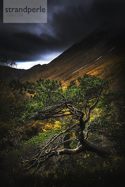 Schöner grüner Baum im Gebirge während der Herbstzeit in Schottland