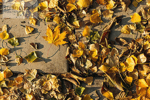 Herbstlich bunte Blätter auf dem Boden