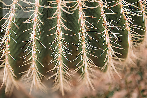 Draufsicht auf die Kaktuspflanze