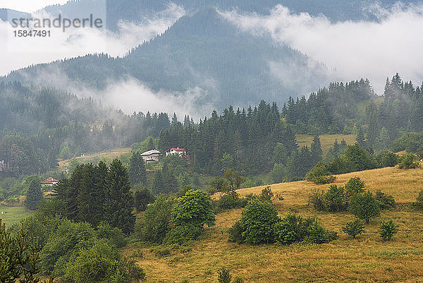 Nebel im Wald bei Bulgarien.