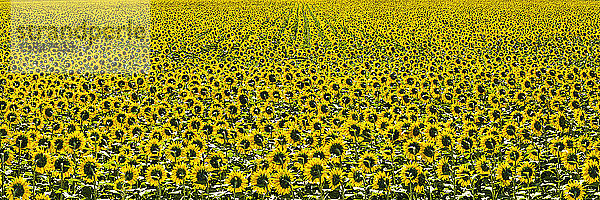 Feld mit gelben Riesensonnenblumen in voller Blüte