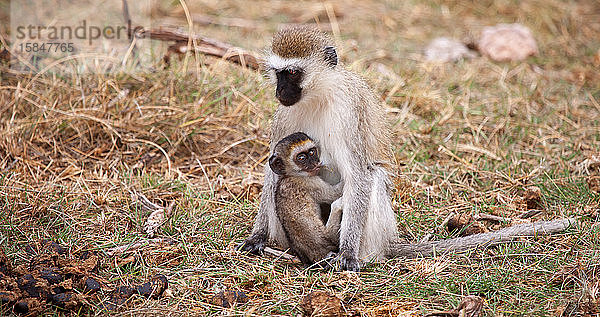 Affe mit kleinem sitzt  auf Safari in Kenia