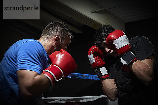 Zwei Boxer trainieren auf einem Ring