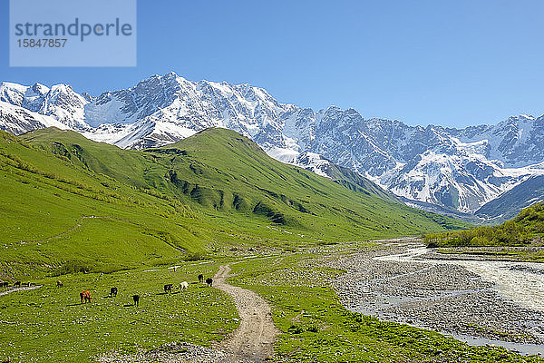 Shkhara-Gipfel im Massiv der Bezingi-Mauer (oder Bezengi-Mauer)  Ushguli  Region Samegrelo-Zemo Svaneti  Georgien