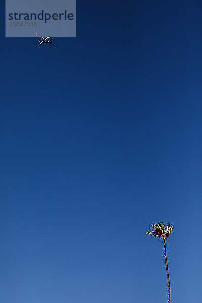 Flugzeug überfliegt einzelne Palme vor strahlend blauem Himmel