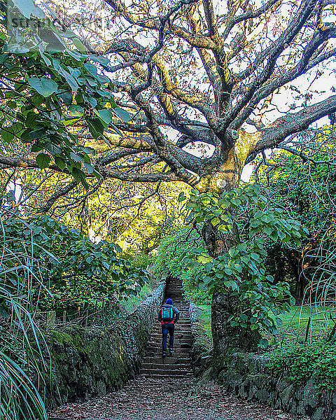 Mann  der unter einem großen Baum eine Treppe hinaufgeht  die zu dem Unbekannten führt.
