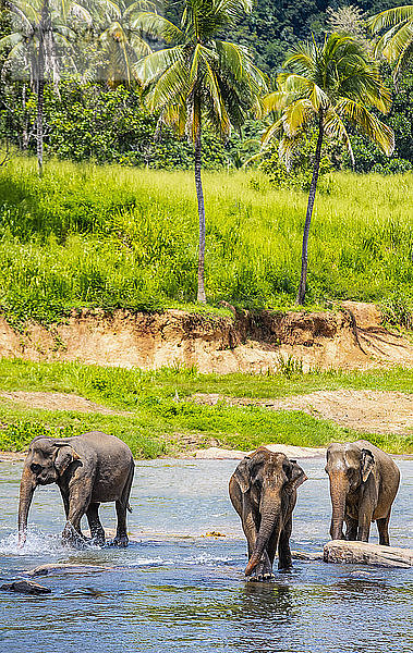 eine Gruppe von Elefanten  die durch einen Fluss in Pinnawala / Sri Lanka laufen