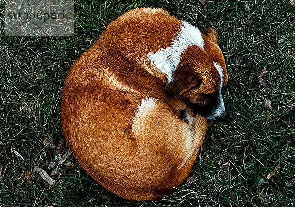 roter  trauriger Hund im grünen Gras